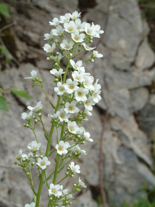Saxifraga callosa